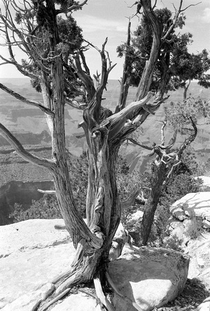 ponderosa pine, grand canyon az
