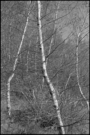 silver birches, olinda 1989
