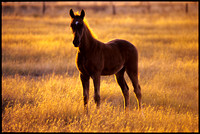 evening foal, moorooduc