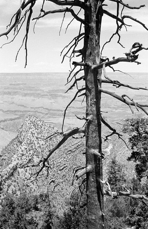 tree, desert view, grand canyon